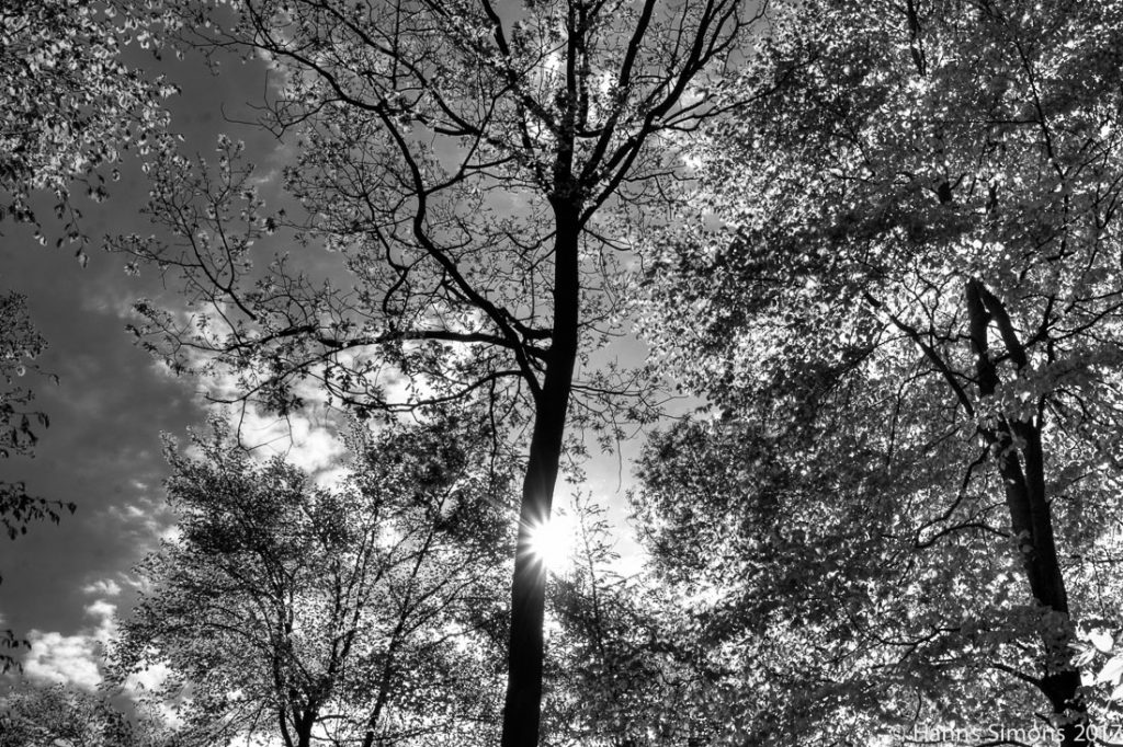 Wald Frühling Sonne