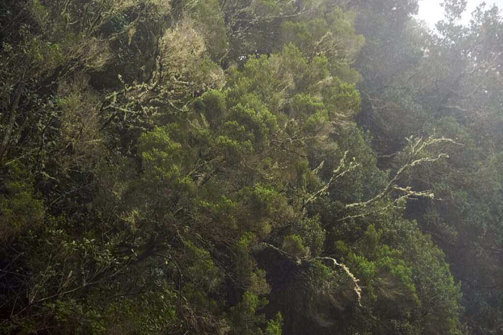 La Gomera