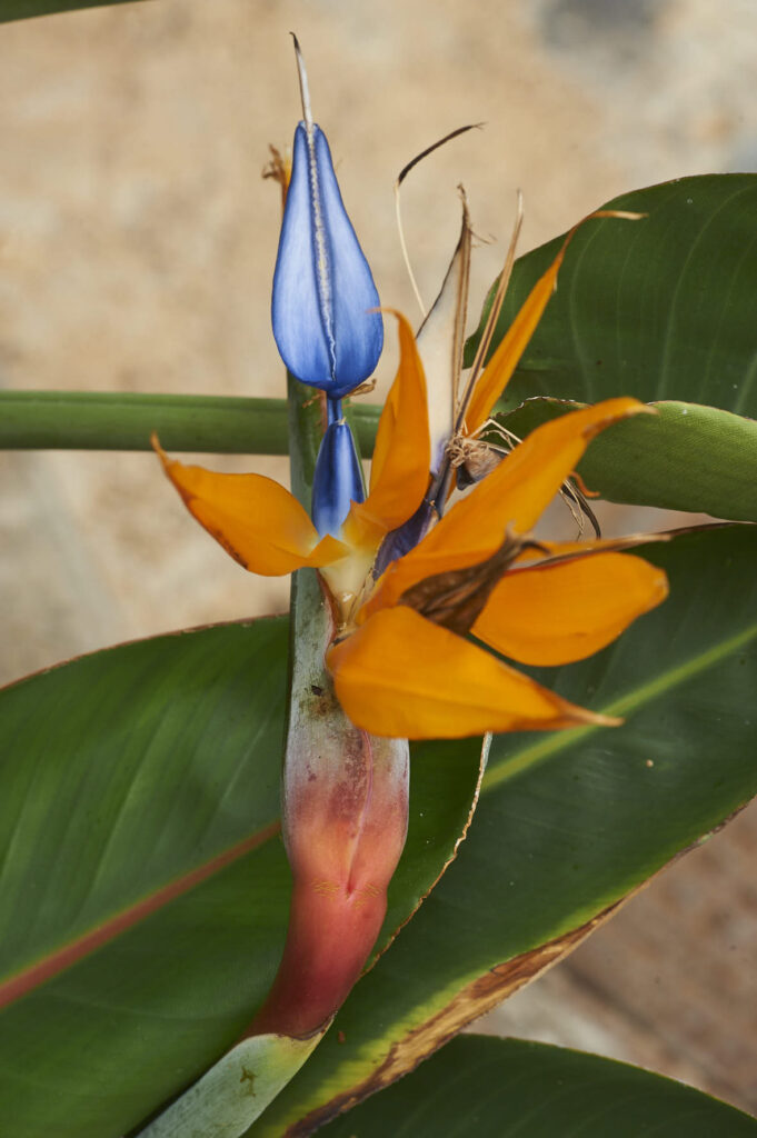 La Gomera