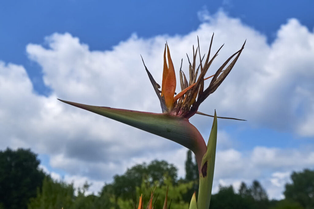 Botanischer Garten / Klein Flottbek