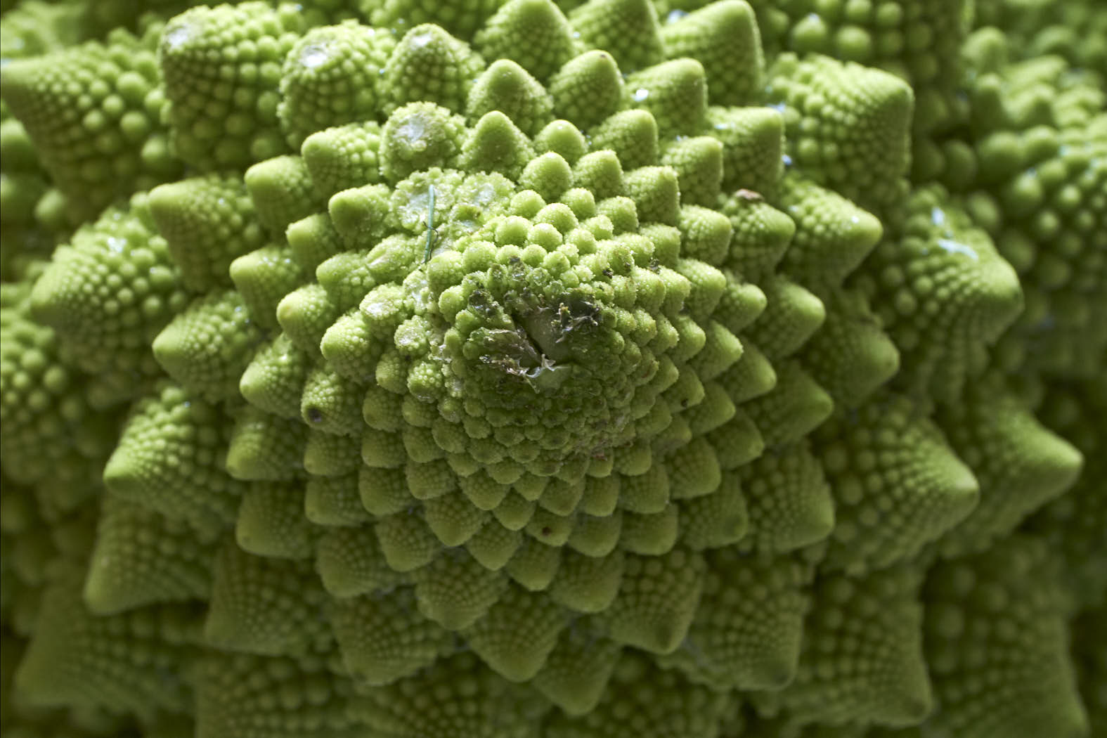 Gemüse Romanesco Kohl