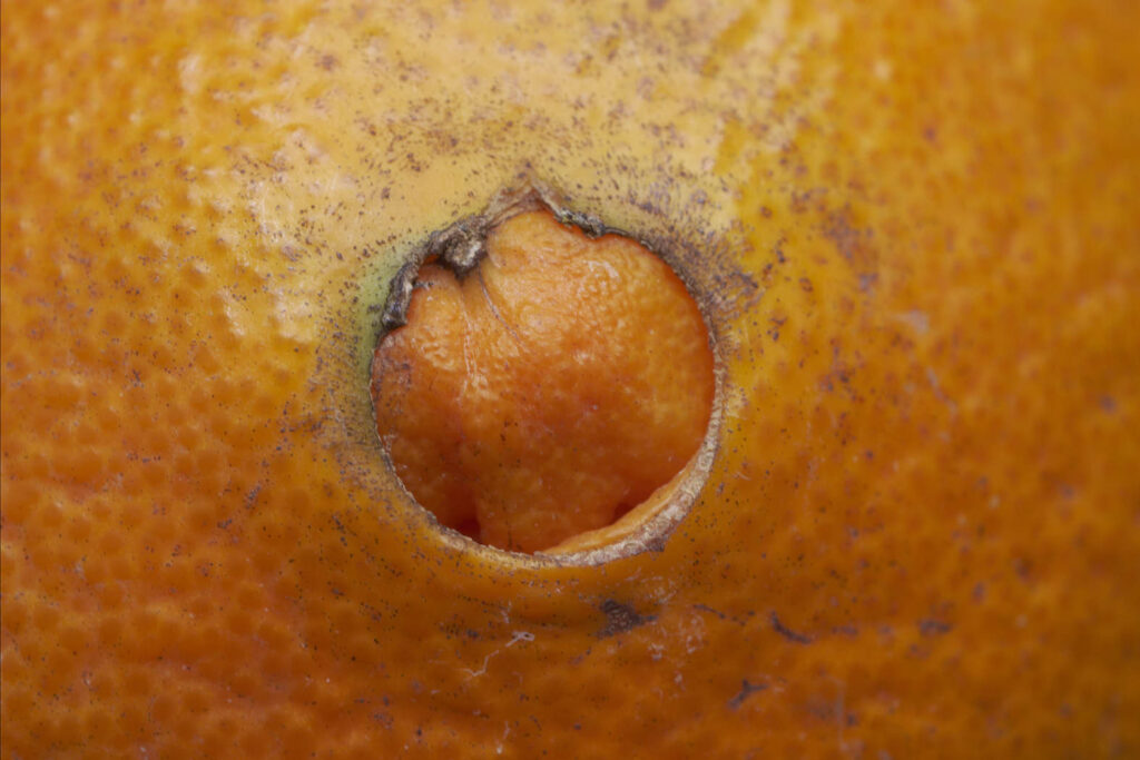 Obst Orange