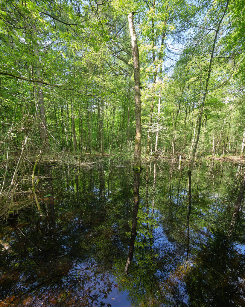 Volksdorfer Wald