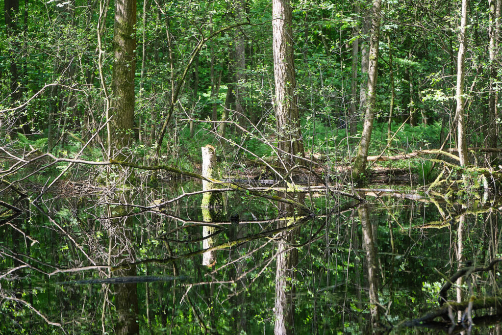 Volksdorfer Wald