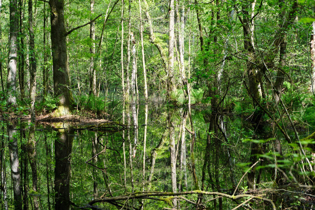 Volksdorfer Wald