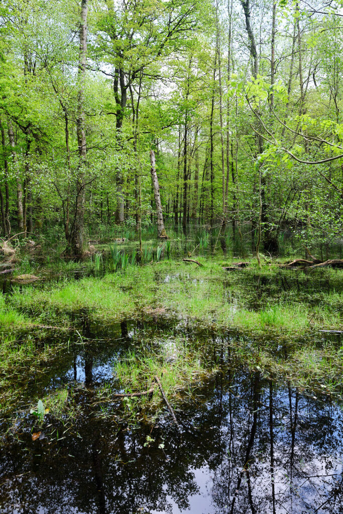Volksdorfer Wald